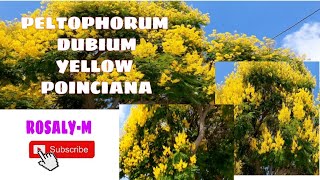 PELTOPHORUM DUBIUMYELLOW POINCIANA [upl. by Zul]