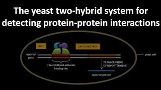 Yeast two hybrid system for detecting protein protein interactions [upl. by Pang]