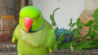 Ringneck parrot talking and ringneck parrot eating green food in birds colony [upl. by Awram]