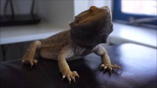 Yoshi the bearded dragon is quite horny head bobbing [upl. by Gunas919]