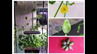 Grow Cucamelons in Aerogarden Harvest [upl. by Tilly]