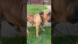 Boerboel Barking Power Unmatched [upl. by Avika683]