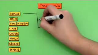 Cómo son las categorías taxonómicas [upl. by Egag]