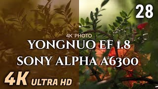 4k photo 28  Sony Alpha A6300  Yongnuo 50mm 18 EF  Andoer AF EFNEX Adapter [upl. by Aynotan906]