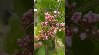 what a pretty carambola flowers carambola [upl. by Eisenhart]