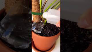 New growth plants beautiful soilpot soillove soilgrown garden soiltypes farming propagation [upl. by Fidela]