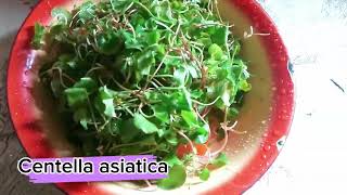 ၽၵ်းၼွၵ်ႇသႃႈ Shan Style Salad [upl. by Osana]