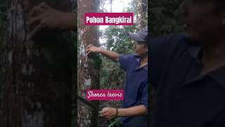 MENGENAL JENIS POHON BANGKIRAI Shorea laevis [upl. by Ayotol104]