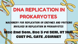 DNA Replication in Prokaryotes  Part 1 Enzymes Csirnet Gate IIT JAM CUET PG Bsc 3rd SemMsc [upl. by Assenyl]