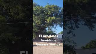 El Árbol más Grande guasave cultura árboles 🌳 turismo [upl. by Yrrehc]