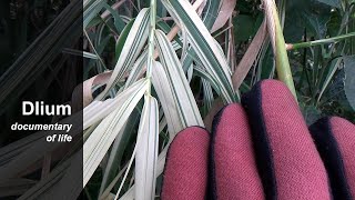 Giant reed Arundo donax [upl. by Peskoff510]