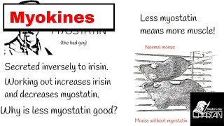 Myokines  Why heavy exercise makes bones and muscles stronger [upl. by Ynnaej]