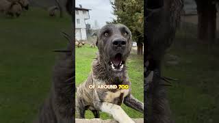 Kangal vs caucasian shepherd😤 bigdog guardiandog [upl. by Laohcin]