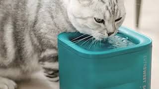 Pet Kit Eversweet Solo  Drinking Water Fountain [upl. by Gareri]