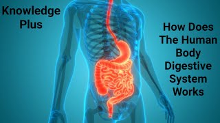 How Does The Human Body Digestive System Works I Anatomy of Alimentary System I Oesophagus I Stomach [upl. by Nuahsak415]