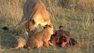 Lion cubs and mothers playing and eating get interrupted by Daddy [upl. by Elnar64]