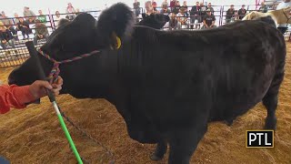 Lawrence County Fairs Steer Show [upl. by Assenov]