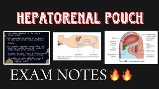 Hepatorenal Pouch under 7 minutes🔥🔥 ABDOMEN ANATOMY [upl. by Levesque]