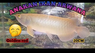 ANAKAN IKAN ARWANA JENGOT TUNGGAL😂 [upl. by Gnouc]