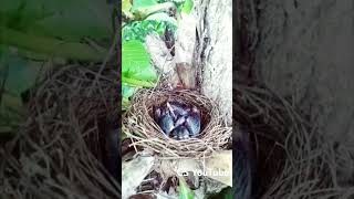 Lovely baby birds🐣😍❤ viralvideo birds srilanka environment [upl. by Mcquoid]