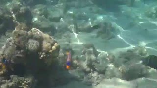 Coral Reef TIA Heights Makadi Bay Egypt [upl. by Gaudet432]