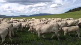 DeBruycker Charolais Moving Summer Pastures 1 [upl. by Lyred]