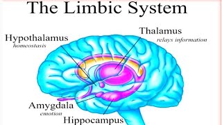 The Limbic System Amygdala Hippocampus Papez amp Amygdala Circuit Schizophrenia Brain Anatomy [upl. by Lacy]