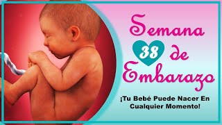 Semana 38 de embarazo  38 semanas de embarazo  El embarazo semana a semana [upl. by Atirec]