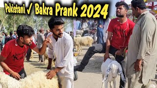 Special Prank🫣 Bakra Mandi  2024 Best Prank On Bakra Eid  masterprank4u660 [upl. by Annawak]