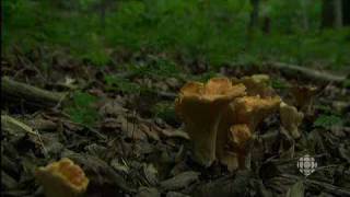 Produits forestiers et champignons frais et séchés Gaspesie Sauvage québec [upl. by Shaum]