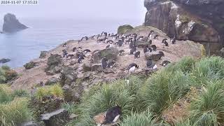 TawakiCam  Erectcrested penguins in Anchorage Bay Antipodes Island [upl. by Arorua]