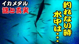 イカメタル、何秒抱いてる？水中映像④シロイカ（ケンサキイカ） [upl. by Annawit]