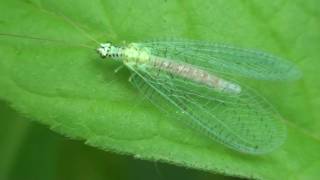 Blackspeckled Green Lacewing Chrysopidae Chrysopa [upl. by Ellyn596]