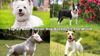 Top 20 Best Terrier Dog Breeds In The World [upl. by Norvin]