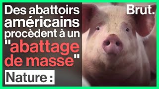 Covid19  des abattoirs américains procèdent à un quotabattage de massequot [upl. by Vaas]