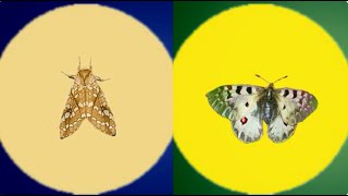 Facts about caterpillars butterflies and mothsquotHey Creepy Crawly whats your planquot [upl. by Rastus]