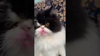 subscribe cat chickie shortvideos catlover chicki chickey chicka viralvideos [upl. by Ahaelam]