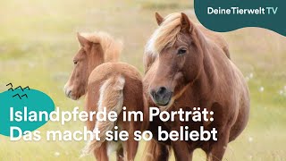 Islandpferde im Porträt Das macht sie so beliebt [upl. by Bertila]