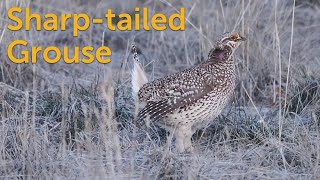 Sharptailed Grouse One Tough Bird [upl. by Hoebart55]