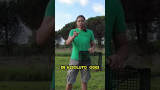 La STAGIONE della CICORIA Come RICONOSCERLA E RACCOGLIERLA  GUARDA IL VIDEO COMPLETO shorts [upl. by Eugenie]