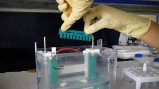 Polyacrylamide Gel Electrophoresis PAGE  Amrita University [upl. by Sherj]