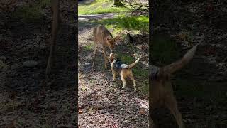 A beautiful moment until deer kicked my dog in the head😳he’s finenaturecutefunnydeeranimals [upl. by Laundes]