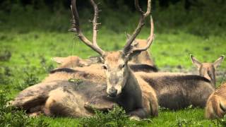 Natuurpark Lelystad [upl. by Hanforrd]