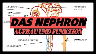 Das NEPHRON Aufbau und Funktion einfach erklärt abitur [upl. by Cayser355]