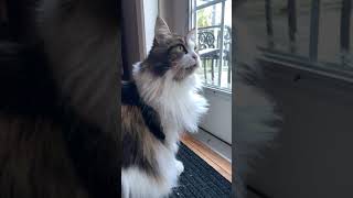 Fluffy Maine Coon Cat  Chirping at the Birds  shorts [upl. by Bonnell36]