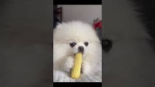 quotDog enjoys a sweet corn snackquot [upl. by Atkinson612]