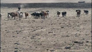 Overgrazing For 30 years Liver stocks From Northern Namibia [upl. by Jenness]