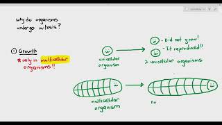 55 Purpose of Mitosis Cambridge AS amp A Level Biology 9700 [upl. by Mose]