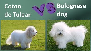 Coton de Tulear VS Bolognese dog  Breed Comparison  Bolognese dog and Coton de Tulear Differences [upl. by Yelsa623]