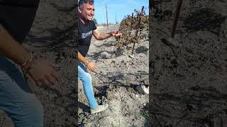 Repaso de plaquetas viña viticultura vino campiña jerezana vegetacion cepa [upl. by Mohn]